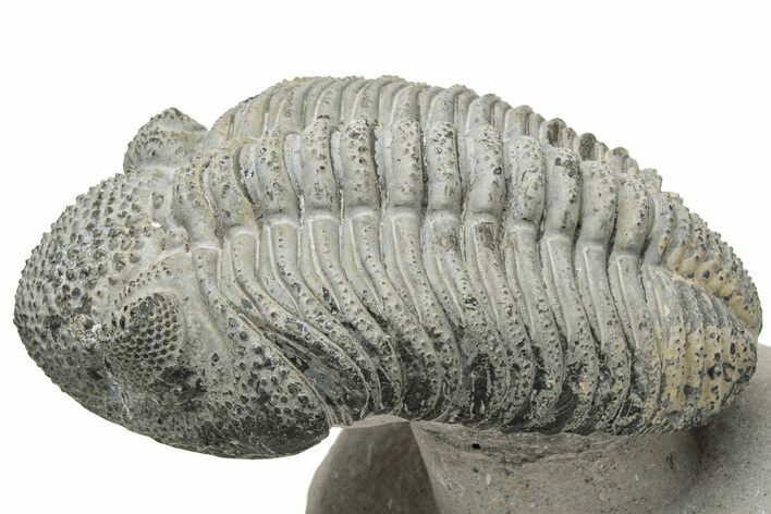 Drotops Trilobite With White Patina - Mrakib, Morocco #235809